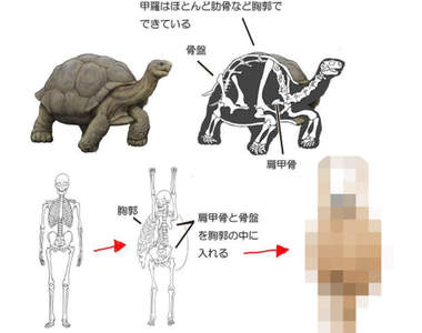 用人體比喻《動物骨骼構造》原來烏龜是長了手腳的蛋蛋（誤）