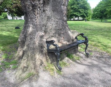 《飢餓的大樹》大自然真神奇～就這樣把腳踏車、椅子都給吞了