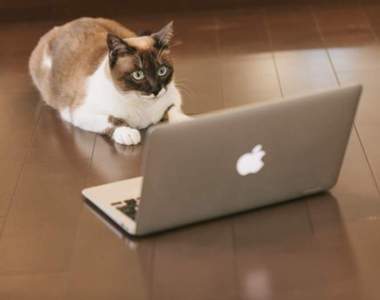 工程師這招有神《404貓咪》當網頁秀斗時就會出現萌貓降低顧客的怒氣w