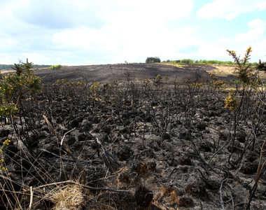 《小熊維尼的森林失火》一場大火讓「百畝森林」變成荒地了...