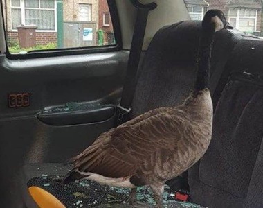 老天鵝啊《我的計程車被鵝霸占了》GY鵝撞破窗戶飛進車廂 戰鬥力好強