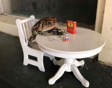 在模型屋當網美的蟾蜍《Toby》只是偶爾路過就莫名變成家喻戶曉的網紅w