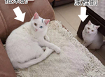 這也太巧了《跟著媽媽回家的貓》居然跟家中的貓長得一樣 這也太巧了《跟著媽媽回家的貓》居然跟家中的貓長得一樣