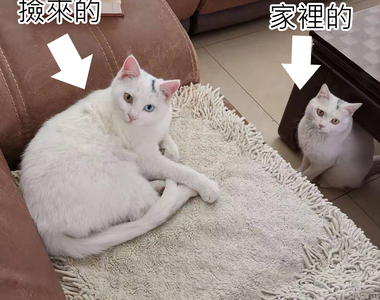 這也太巧了《跟著媽媽回家的貓》居然跟家中的貓長得一樣