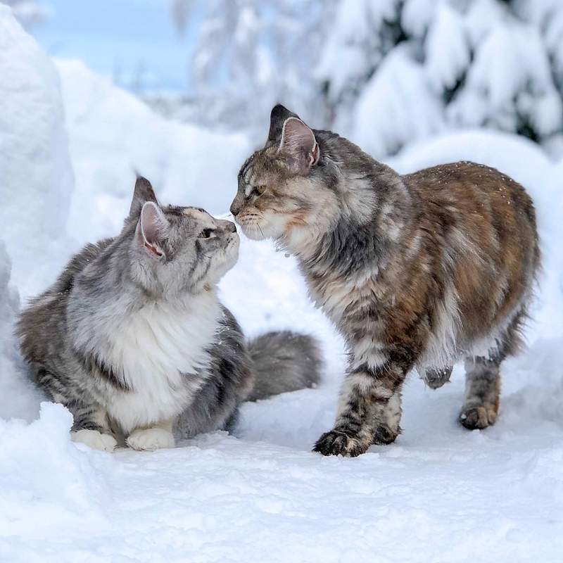 超霸气《雪地里的缅因猫》仿佛在雪中的小狮子帅到不行 - 图片17 超霸气《雪地里的缅因猫》仿佛在雪中的小狮子帅到不行