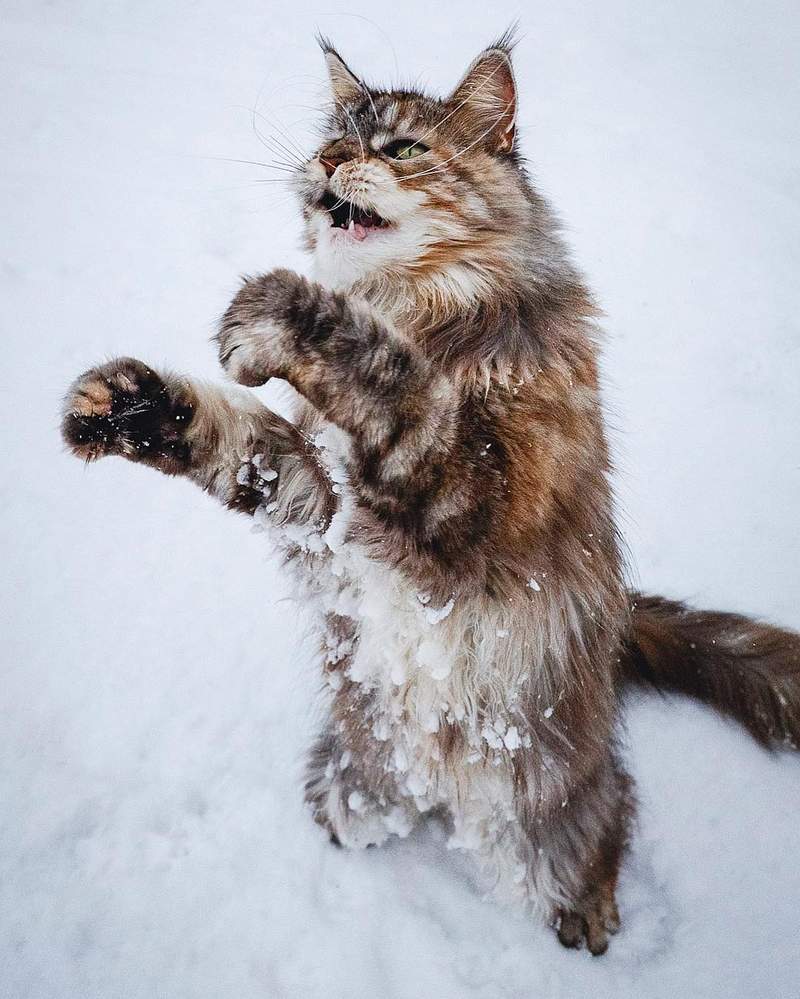 超霸气《雪地里的缅因猫》仿佛在雪中的小狮子帅到不行 - 图片4 超霸气《雪地里的缅因猫》仿佛在雪中的小狮子帅到不行