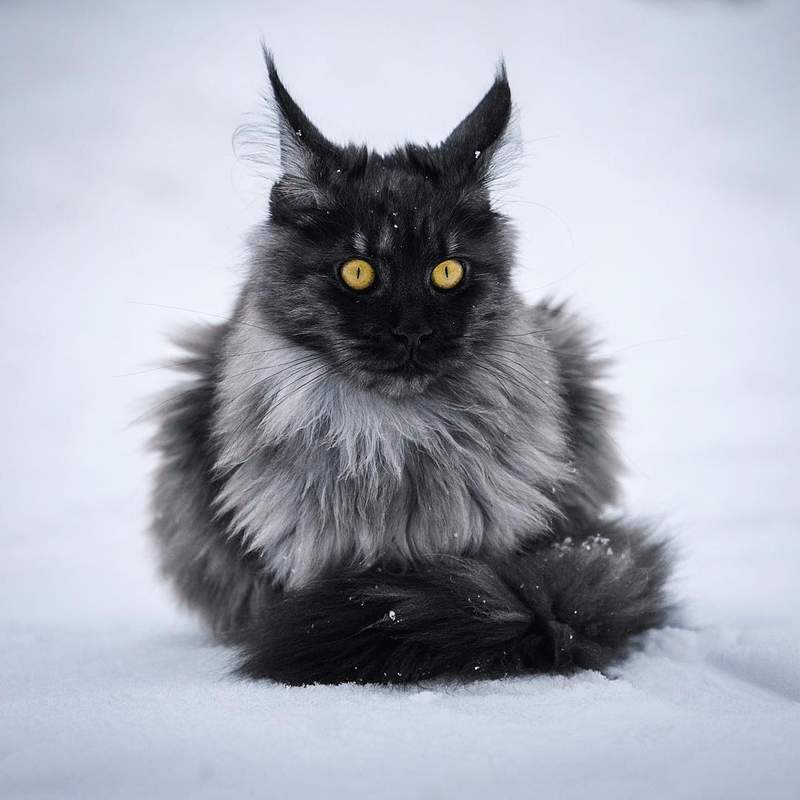 超霸气《雪地里的缅因猫》仿佛在雪中的小狮子帅到不行 - 图片13 超霸气《雪地里的缅因猫》仿佛在雪中的小狮子帅到不行