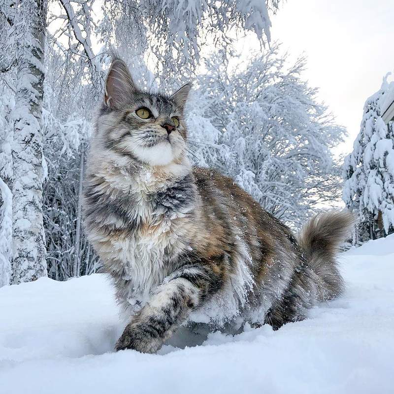 超霸气《雪地里的缅因猫》仿佛在雪中的小狮子帅到不行 - 图片7 超霸气《雪地里的缅因猫》仿佛在雪中的小狮子帅到不行