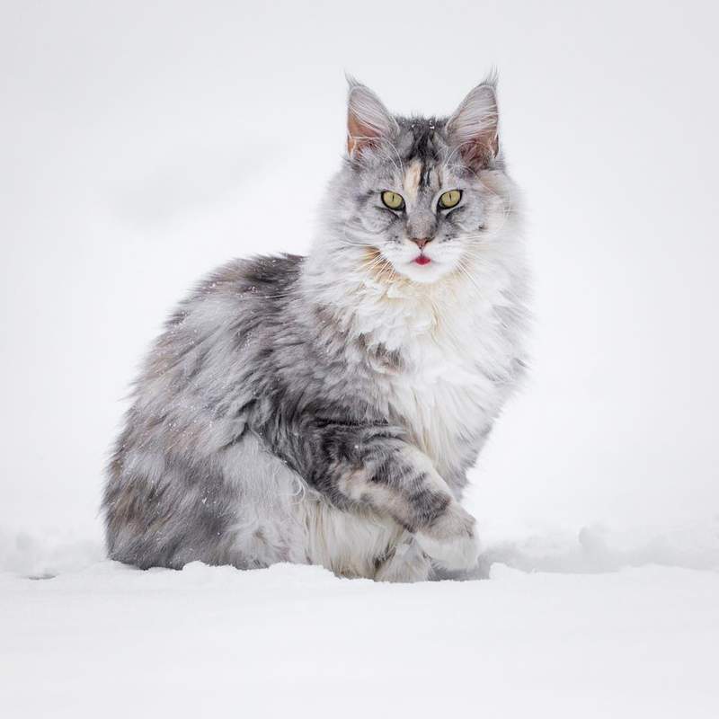 超霸气《雪地里的缅因猫》仿佛在雪中的小狮子帅到不行 - 图片11 超霸气《雪地里的缅因猫》仿佛在雪中的小狮子帅到不行