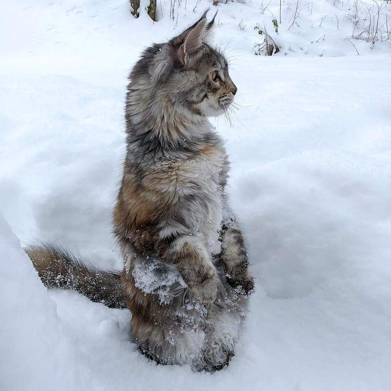 超霸气《雪地里的缅因猫》仿佛在雪中的小狮子帅到不行 - 图片9 超霸气《雪地里的缅因猫》仿佛在雪中的小狮子帅到不行