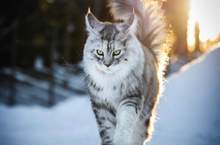 超霸氣《雪地裡的緬因貓》彷彿在雪中的小獅子帥到不行