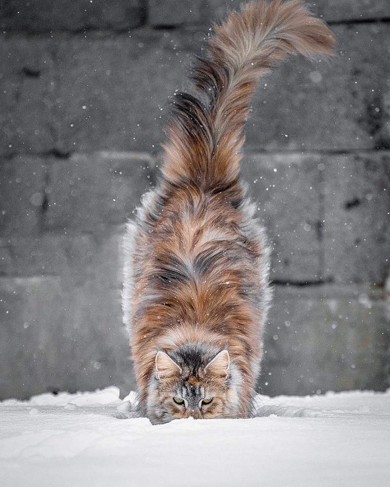 超霸气《雪地里的缅因猫》仿佛在雪中的小狮子帅到不行 - 图片12 超霸气《雪地里的缅因猫》仿佛在雪中的小狮子帅到不行