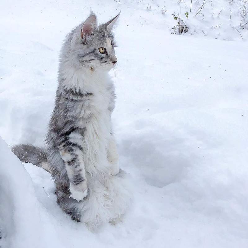 超霸气《雪地里的缅因猫》仿佛在雪中的小狮子帅到不行 - 图片8 超霸气《雪地里的缅因猫》仿佛在雪中的小狮子帅到不行