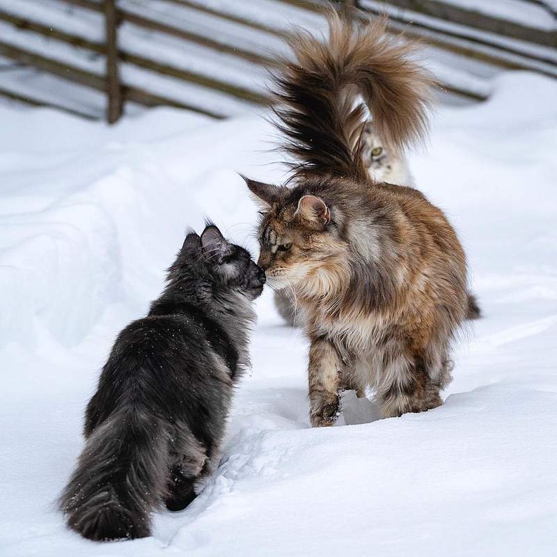 超霸气《雪地里的缅因猫》仿佛在雪中的小狮子帅到不行 - 图片16 超霸气《雪地里的缅因猫》仿佛在雪中的小狮子帅到不行