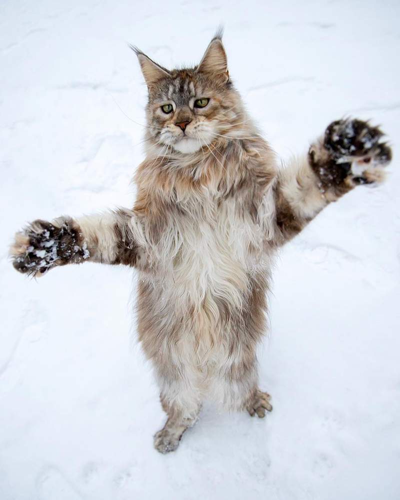 超霸气《雪地里的缅因猫》仿佛在雪中的小狮子帅到不行 - 图片5 超霸气《雪地里的缅因猫》仿佛在雪中的小狮子帅到不行