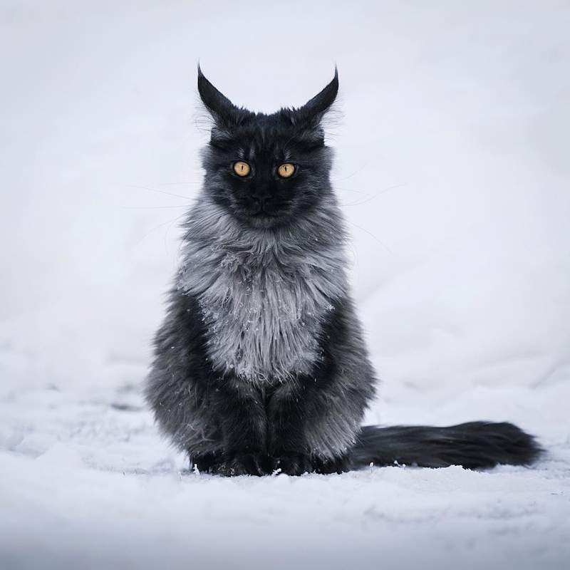 超霸气《雪地里的缅因猫》仿佛在雪中的小狮子帅到不行 - 图片6 超霸气《雪地里的缅因猫》仿佛在雪中的小狮子帅到不行