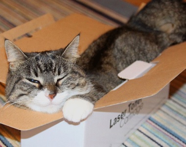 《不小心把貓給寄出去》再喜歡箱子也不喜歡被寄出去吧