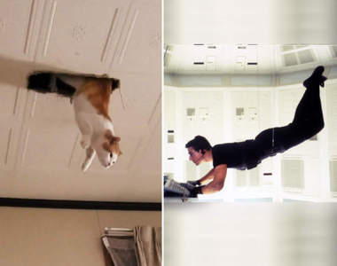 奇蹟的一瞬《不可能的任務喵》從天花板垂降你到底想幹嘛啦XD