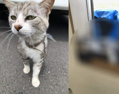 《公司撿到流浪貓的結果》4個月過去竟散發出一股資深員工的老鳥氣息...