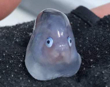 鮪魚肚裡驚見《透明稚魚》身分不明讓推民陷入推理狀態...