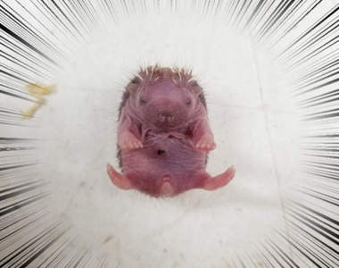 《剛出生的刺蝟寶寶》推民疑問刺蝟媽媽要如何生下滿身刺的小寶寶？