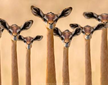 外表超衝擊《長頸羚》從來沒想過臉太小會是這麼有趣的一件事ww