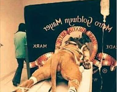 真真假假假假真真《網路照片的真相》很多梗圖其實都是PS出來的