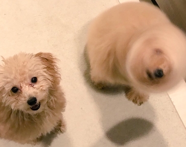 笑到並軌σ`∀´)σ《失敗寵物照》毛小孩崩壞寫真大賞!LINE看看鏟屎官超有愛的謎之拍照技術