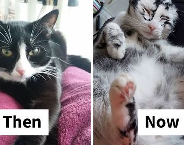 《慢慢沒墨水的貓》從純黑到灰白 難道真的是沒墨水了？