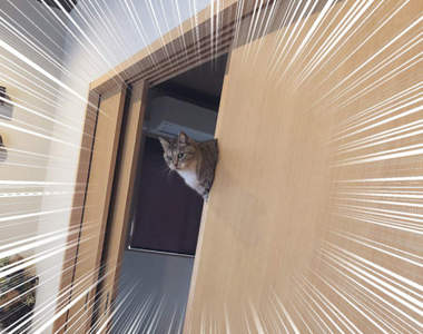 回家驚見《飄浮貓》這孩子到底怎麼讓自己出現在那的？（困）