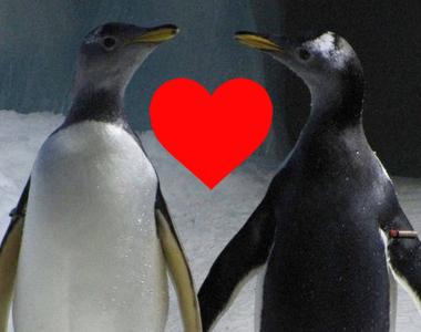 愛爾蘭水族館「14隻企鵝裡有4對同志情侶」  數量已經超過異性戀了