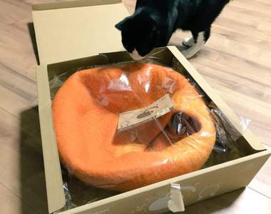 飼主難為《買床給貓的結果》無論你花再多錢都未必能看到你預想的畫面ww