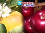 《日本紅色蘋果滅絕危機》要曬到紅通通太麻煩 青森果農都改種黃色蘋果了…… 《日本紅色蘋果滅絕危機》要曬到紅通通太麻煩 青森果農都改種黃色蘋果了……