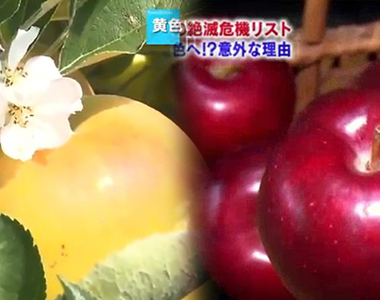 《日本紅色蘋果滅絕危機》要曬到紅通通太麻煩 青森果農都改種黃色蘋果了……