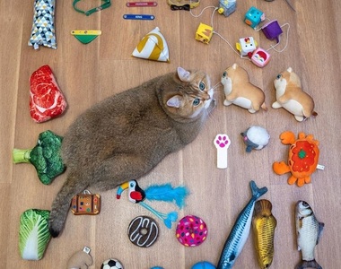 我家孩子最可愛《寵物開箱圖》被玩具包圍感覺好幸福啊～