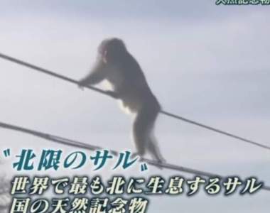 《走電線獼猴》30幾隻接龍一隻一隻走好壯觀(ʘᗩʘ’)