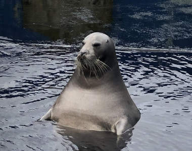 水族館驚見《大叔海豹》網友吐槽：何必老遠跑去水族館，隨便澡堂裡都看得到ww