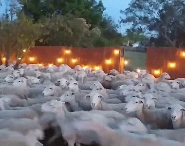 打開柵欄結果《院子裡跑進200頭羊》現在這200隻羊不肯離開怎麼辦？！