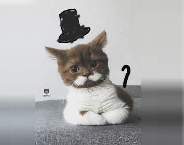 貴氣十足《白鬍鬚紳士貓》舉手投足都散發著氣質真是帥(ΦωΦ)