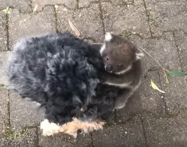 只在澳洲看得到《無尾熊搭狗狗便車》一天睡20個小時連走路都懶w