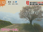 《沒品觀光客壞美景》為拍美麗櫻花踐踏農田 當地居民怒譙再亂乾脆砍樹吧…… 《沒品觀光客壞美景》為拍美麗櫻花踐踏農田 當地居民怒譙再亂乾脆砍樹吧……