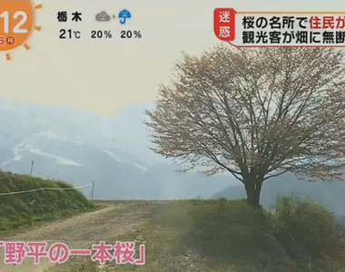 《沒品觀光客壞美景》為拍美麗櫻花踐踏農田 當地居民怒譙再亂乾脆砍樹吧……