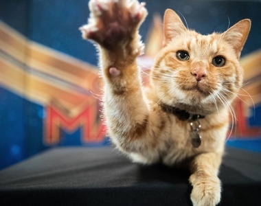 貓奴不一定知道的《貓咪冷知識》最後一點很難不認同阿w