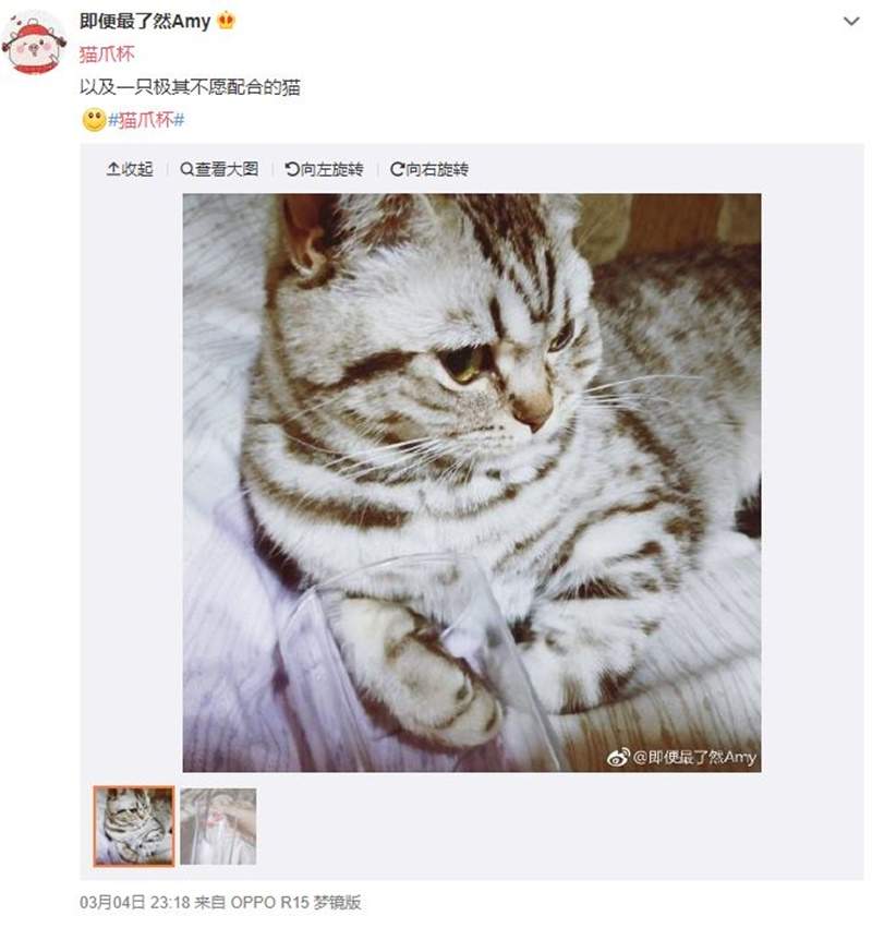 中国星巴克《猫爪杯》大热销一杯难求 网友只好自制猫爪杯补足买不到的遗憾惹w - 图片15 中国星巴克《猫爪杯》大热销一杯难求 网友只好自制猫爪杯补足买不到的遗憾惹w