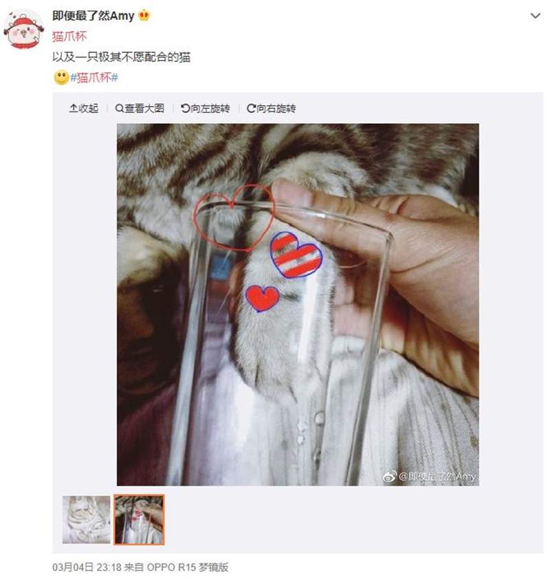 中国星巴克《猫爪杯》大热销一杯难求 网友只好自制猫爪杯补足买不到的遗憾惹w - 图片16 中国星巴克《猫爪杯》大热销一杯难求 网友只好自制猫爪杯补足买不到的遗憾惹w