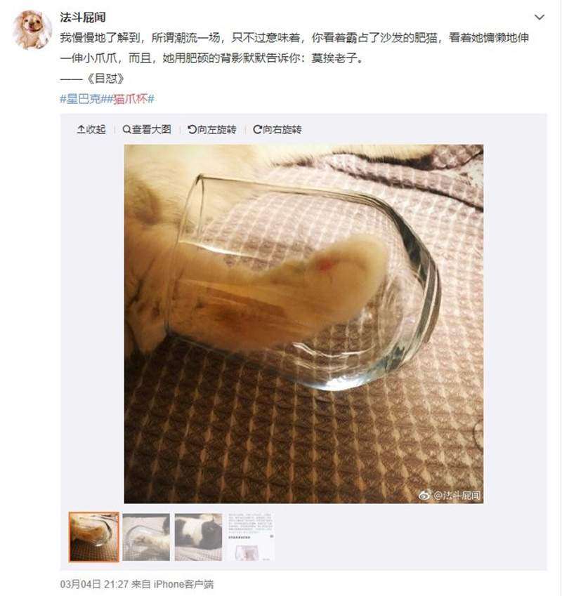 中国星巴克《猫爪杯》大热销一杯难求 网友只好自制猫爪杯补足买不到的遗憾惹w - 图片17 中国星巴克《猫爪杯》大热销一杯难求 网友只好自制猫爪杯补足买不到的遗憾惹w