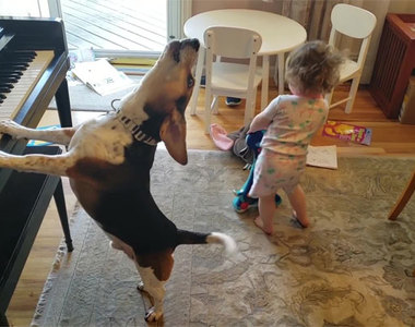 爸爸捕捉到《女兒跳舞狗狗彈琴》的畫面 總覺得不是應該反過來嗎w