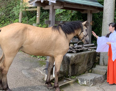 《爆紅的神社御神馬Izume》會對神明敬禮深受民眾喜愛 推特可愛日常擄獲大量粉絲……