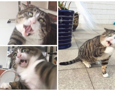 中華田園大臉貓《阿肥》大街上撿來的顏藝喵星人Instagram爆紅，逗貓棒玩出搞笑表情包