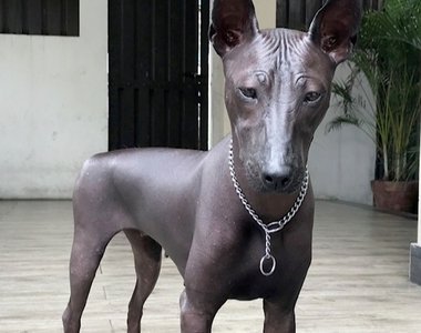 稀有犬種《墨西哥無毛犬Piper》每個人看到都問：是狗還是雕像阿？